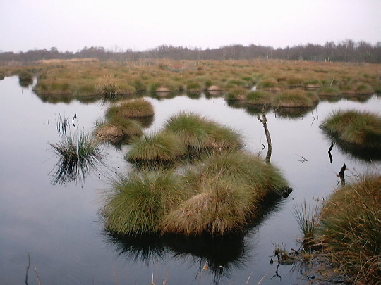 Thorne Moors: Thorne Moors